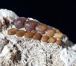 Phacodus punctatus (DIXON 1850) - Bild © FossNet FossilienStore